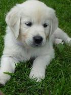 Obrázek k inzerátu