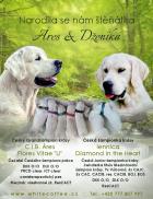 Obrázek k inzerátu