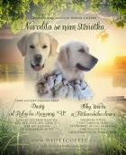 Obrázek k inzerátu