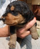 Obrázek k inzerátu