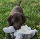 Obrázek k inzerátu