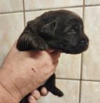 Obrázek k inzerátu