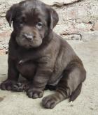 Obrázek k inzerátu