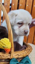 Obrázek k inzerátu