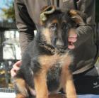 Obrázek k inzerátu