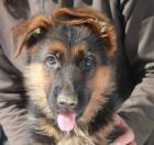 Obrázek k inzerátu