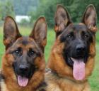 Obrázek k inzerátu