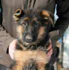 Obrázek k inzerátu