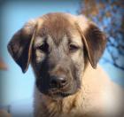 Obrázek k inzerátu